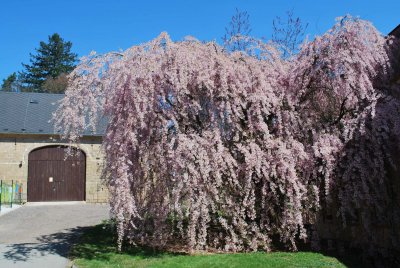 Prunus subhirtella 'Pendula' - višeň chloupkatá 'Pendula'